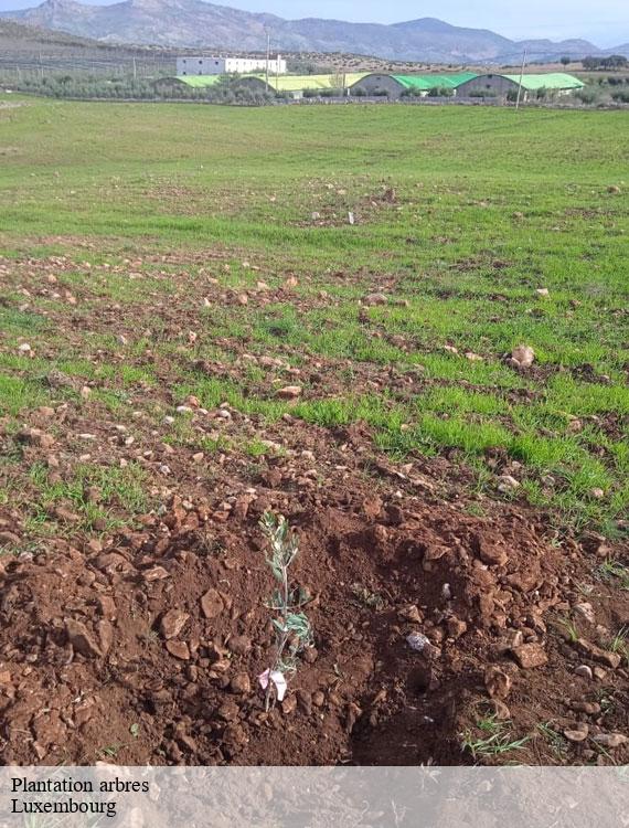 plantation-arbres