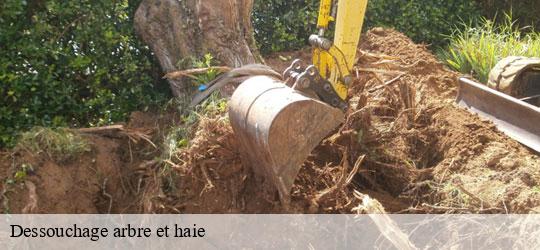 dessouchage-arbre-et-haie
