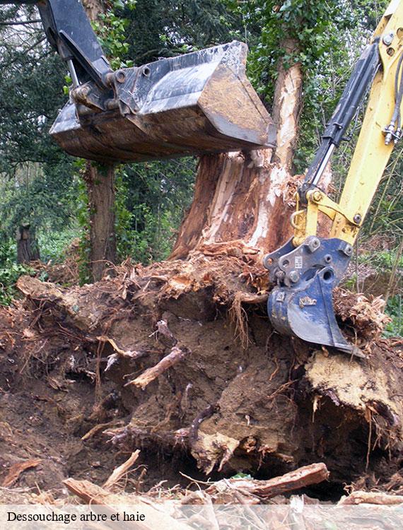 dessouchage-arbre-et-haie