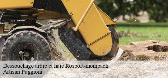 dessouchage-arbre-et-haie