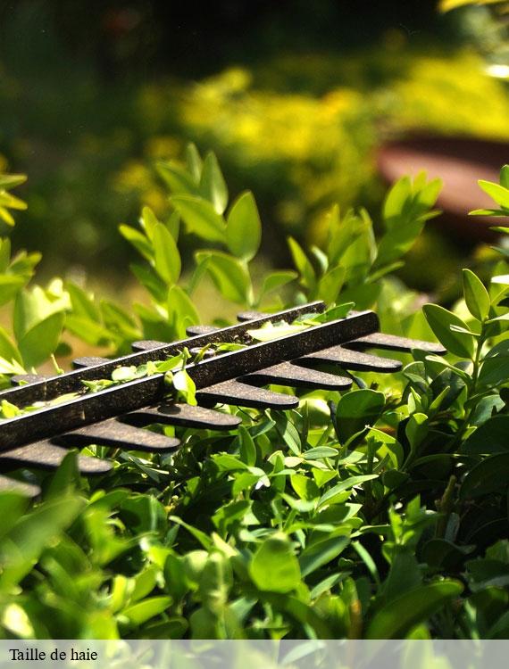 taille-de-haie