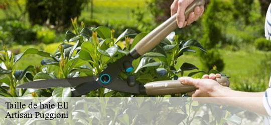 taille-de-haie