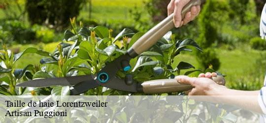 taille-de-haie