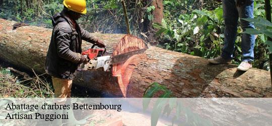 abattage-d-arbres