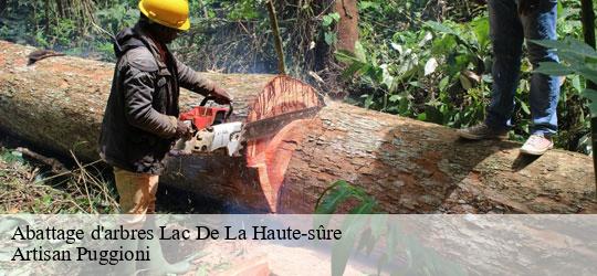 abattage-d-arbres