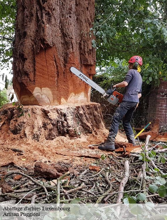 abattage-d-arbres