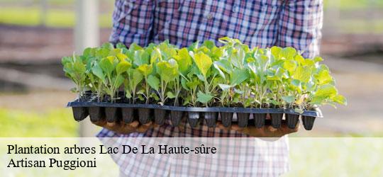 plantation-arbres