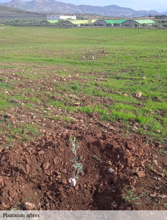 plantation-arbres