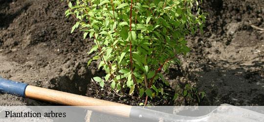 plantation-arbres