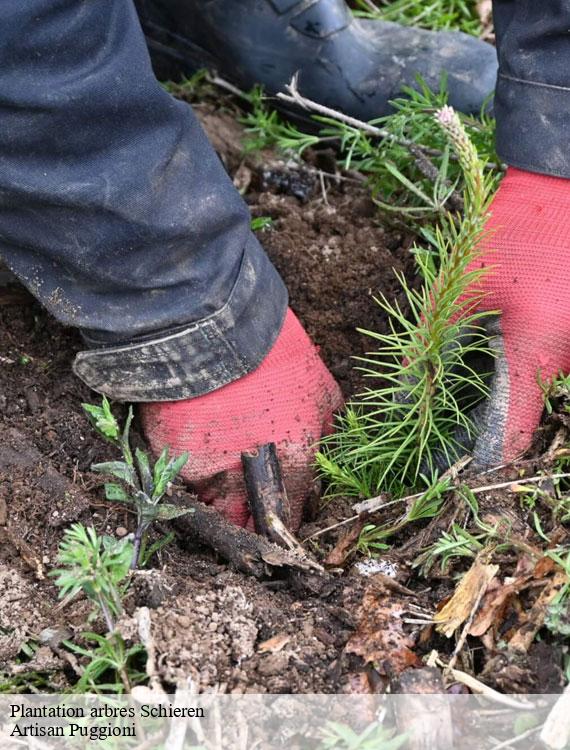 plantation-arbres