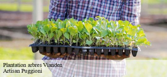 plantation-arbres