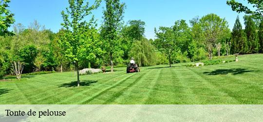 tonte-de-pelouse